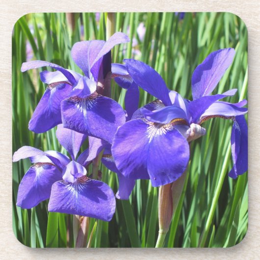 Dessous de verre Irises Violets (Devant)
