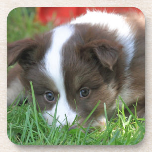Dessous-de-verre Islandhund