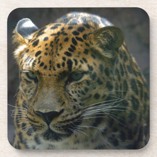 Dessous-de-verre Jaguar (Devant)