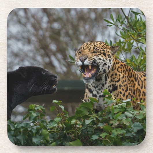 Dessous-de-verre Jaguar Growl (Devant)