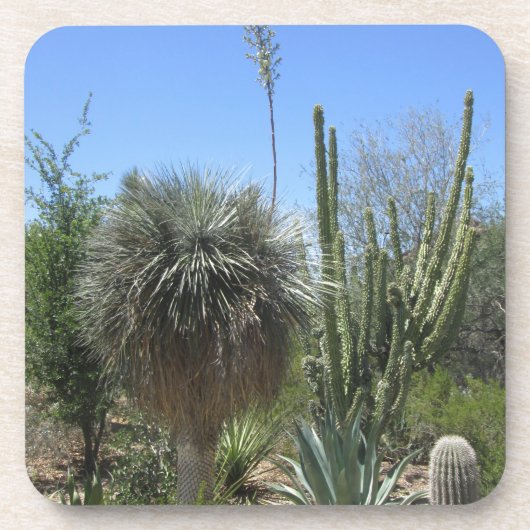 Dessous-de-verre Jardin de Cactus (Devant)