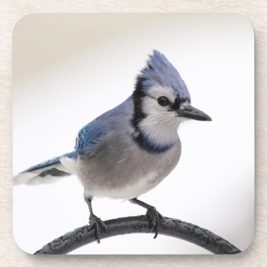 Dessous-de-verre Jay bleu en hiver (Devant)