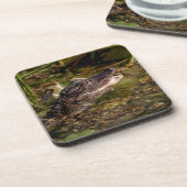 Dessous-de-verre Jeune Alligator (Côté gauche)