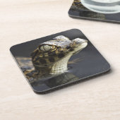 Dessous-de-verre Jeune caïman dans l'eau avec la réflexion (Côté gauche)