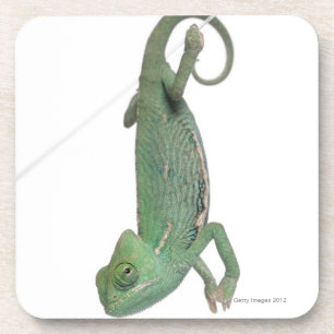 Dessous-de-verre Jeune caméléon voilé, calyptratus de Chamaeleo