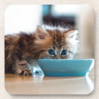 Jeune chaton persan