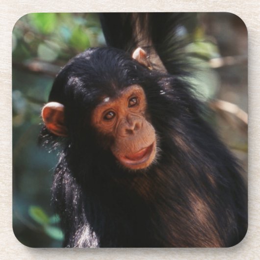 Dessous-de-verre Jeune chimpanzé (Devant)
