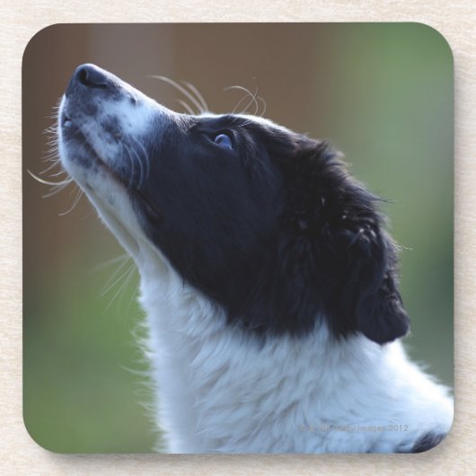Dessous-de-verre jeune chiot border collie (Devant)