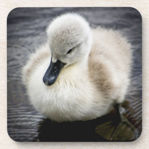 Dessous-de-verre Jeune cygne du cygne de bébé