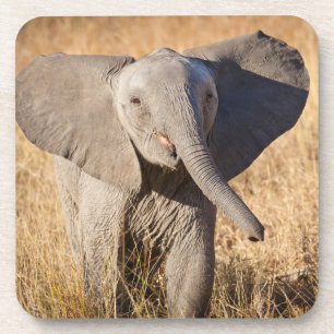 Dessous-de-verre Jeune éléphant de savane