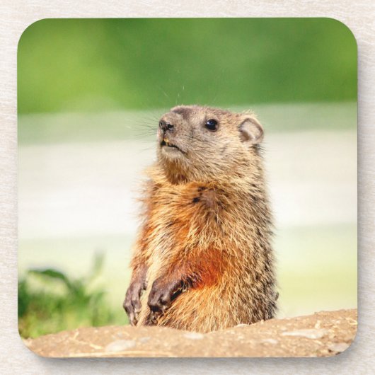 Dessous-de-verre Jeune marmotte (Devant)