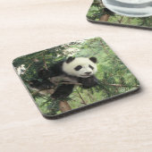 Dessous-de-verre Jeune panda géant grimpe à un arbre, vallée de Wol (Côté gauche)