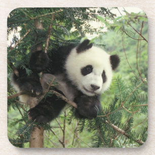 Dessous-de-verre Jeune panda géant grimpe à un arbre, vallée de Wol