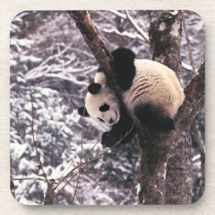 Dessous-de-verre Jeune panda jouant sur un arbre recouvert de neige