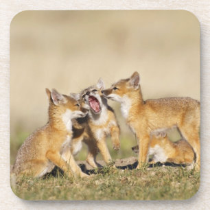Dessous-de-verre Jeune Renard véloce (Vulpes macrotis) au terrier,
