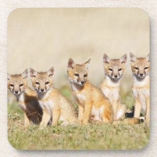 Dessous-de-verre Jeune renard véloce (Vulpes macrotis) au terrier,
