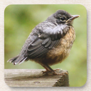Dessous-de-verre Jeune Robin