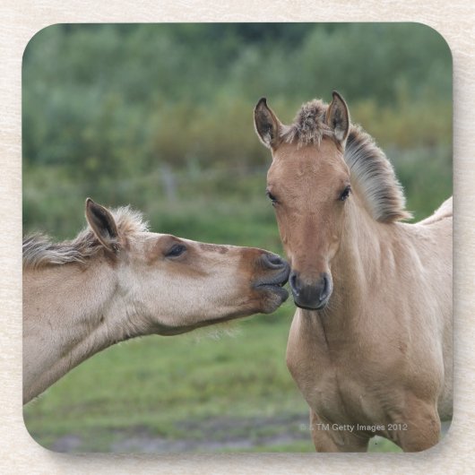 Dessous-de-verre Jeunes chevaux de Henson se rencontrant (Devant)