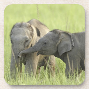 Dessous-de-verre Jeunes éléphants d'Inde / d'Asie