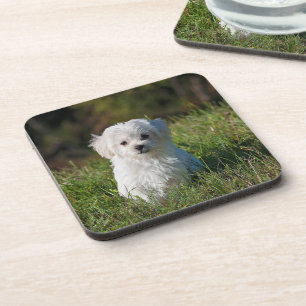 Dessous-de-verre Joli chiot blanc