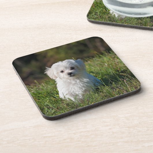 Dessous-de-verre Joli chiot blanc (Côté gauche)