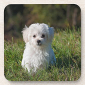 Dessous-de-verre Joli chiot blanc (Devant)