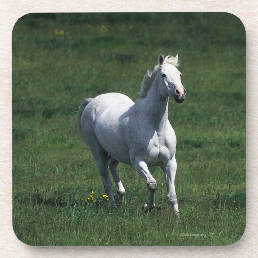 Dessous-de-verre Jument de pur sang (Devant)