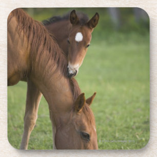 Dessous-de-verre Jument et colt quarts américains de cheval dans l