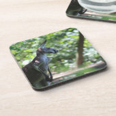 Dessous de verre Kangaroo (Côté gauche)