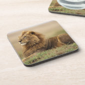 Dessous-de-verre Kenya, Masai Mara | Lion mâle (Côté gauche)