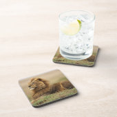 Dessous-de-verre Kenya, Masai Mara | Lion mâle (Côté Droit)