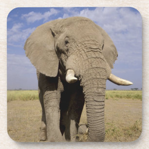 Dessous-de-verre Kenya : parc national d'Amboseli, éléphant mâle
