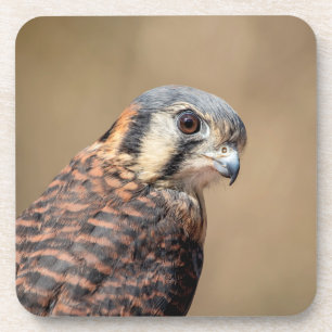 Dessous-de-verre Kestrel américain