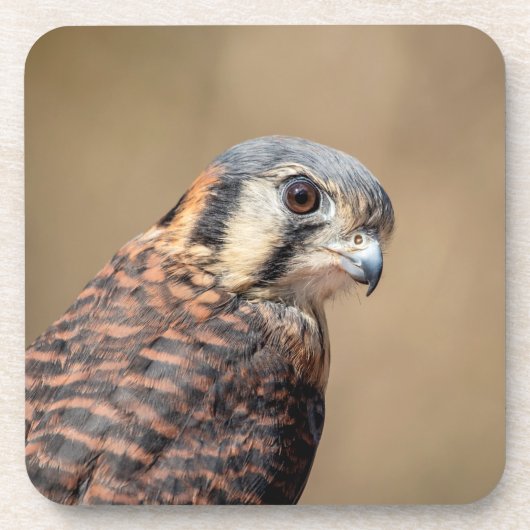 Dessous-de-verre Kestrel américain (Devant)