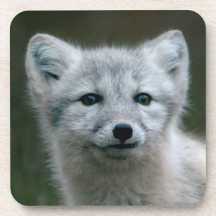 Dessous-de-verre Kit de Fox arctique des images de Getty