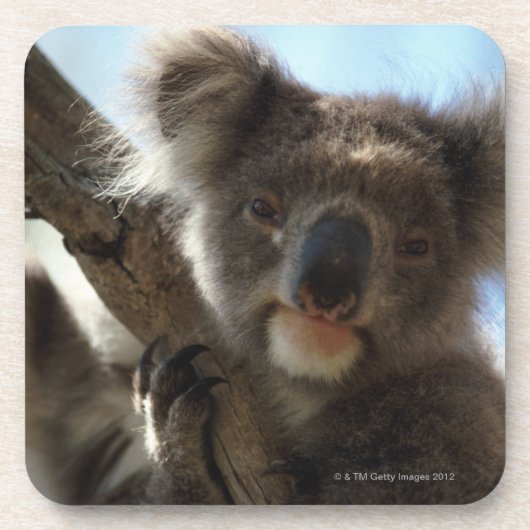 Dessous-de-verre koala (Devant)