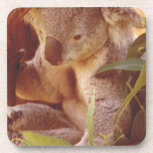 Dessous-de-verre Koala Bear Love