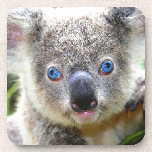 Dessous-de-verre Koala Bears (Devant)