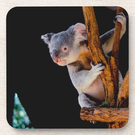 Dessous-de-verre Koala Cute en gris arbre (Devant)