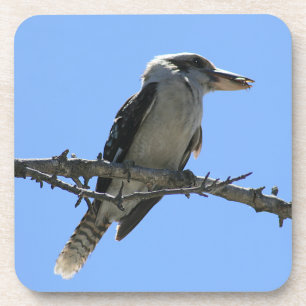 Dessous-de-verre Kookaburra australien