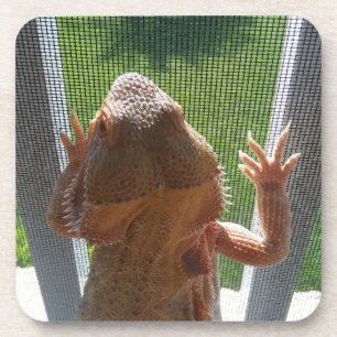 Dessous-de-verre La copie de photo de dragon barbue la plus