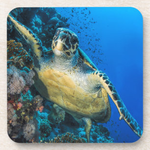 Dessous-de-verre La Mer Rouge verte de la tortue de mer