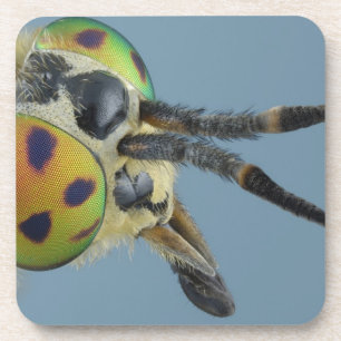 Dessous-de-verre La tête des cerfs communs volent