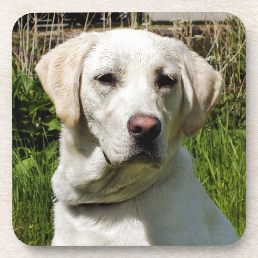 DESSOUS-DE-VERRE LABRADOR DOG (Devant)
