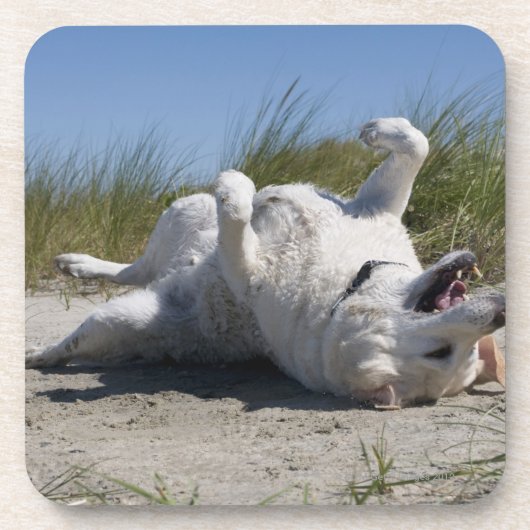 Dessous-de-verre Labrador retriever jaune (Devant)