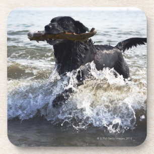 Dessous-de-verre Labrador retriever noir fonctionnant par le surf,