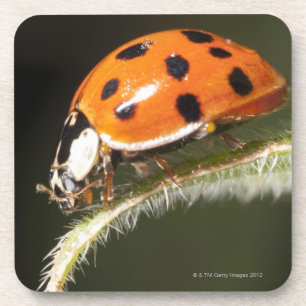 Dessous-de-verre Ladybird sur la feuille, coccinelle sur la feuille