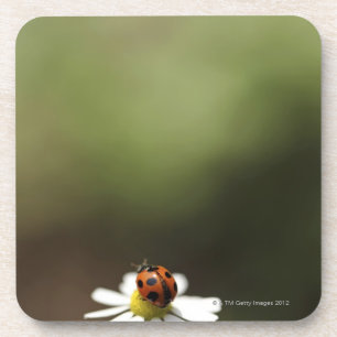 Dessous-de-verre Ladybird sur la fleur de camomille