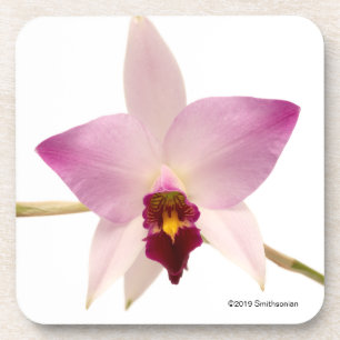 Dessous-de-verre Laelia Ancep