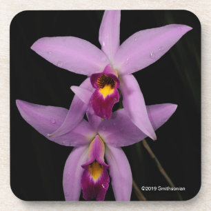Dessous-de-verre Laelia Anceps